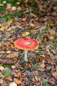 High angle view of fly agaric mushroom on field