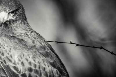 Close-up of owl