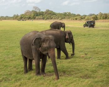 Elephant in a field