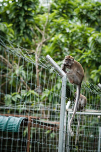 Close-up of monkey on tree