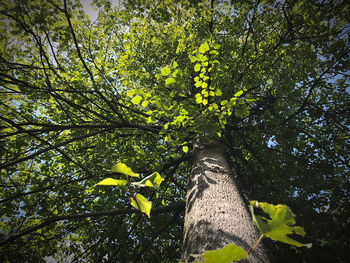 Low angle view of tree in forest