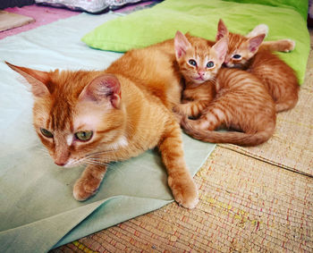 cat