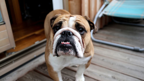 Close-up portrait of dog