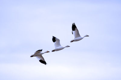 Low angle view of seagull flying against sky