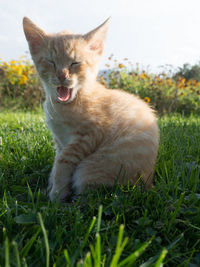 Close-up of cat on grass