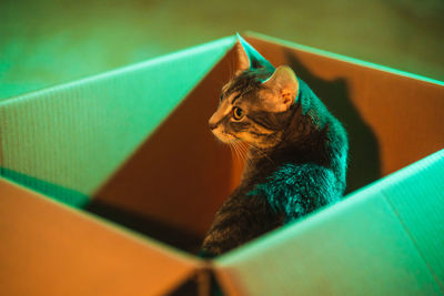 Close-up of a cat looking away