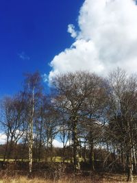 Low angle view of bare trees against blue sky