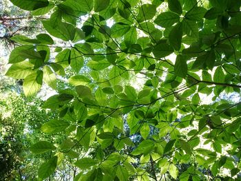 Low angle view of leaves