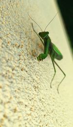 Close-up of grasshopper on wall