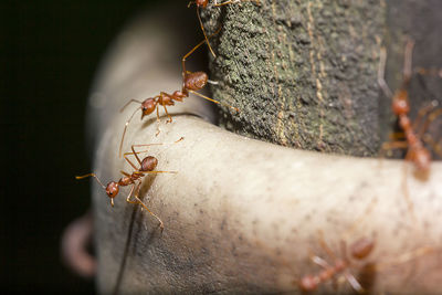 Red ants are on the tree.