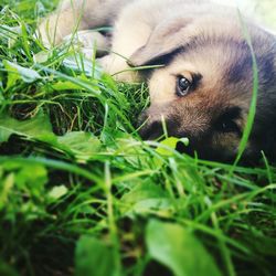 Close-up portrait of a dog