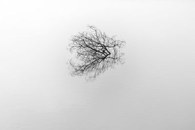 Bare tree against clear sky