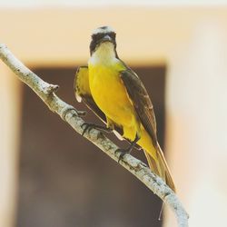 Close-up of bird perching on yellow outdoors