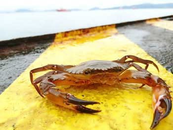 Close-up of crab on pier against lake