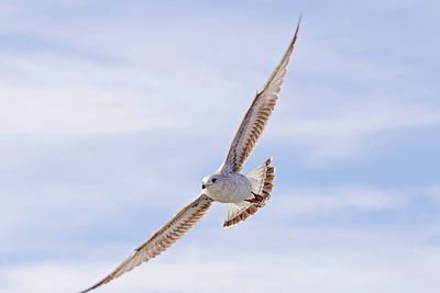 Low angle view of  seagull flying in sky