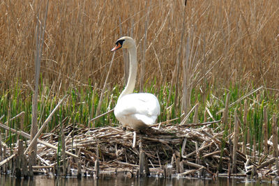 Swan in lake