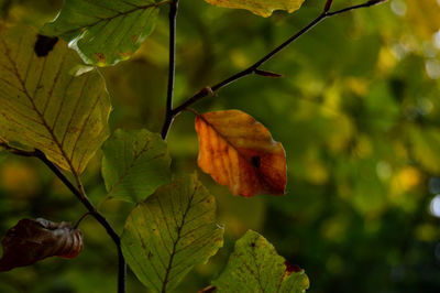 Close-up of orange fruit on tree