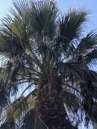 Low angle view of palm trees against sky