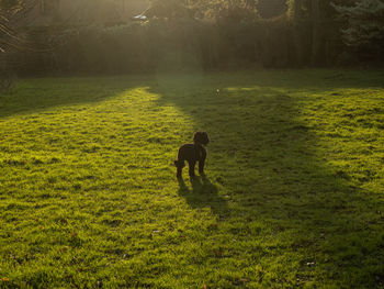 Full length of young woman on field