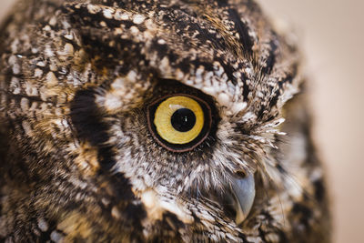 Close-up portrait of owl