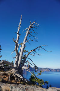 Dead plant against bare trees against clear blue sky