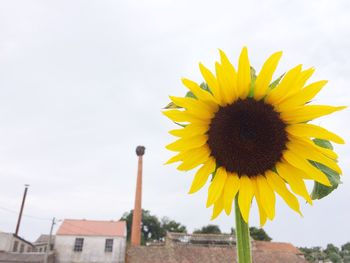 Close-up of sunflower against sky