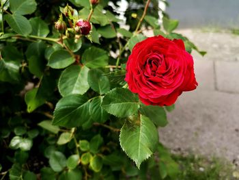 Close-up of red rose