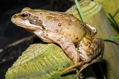 Close-up of frog on leaf