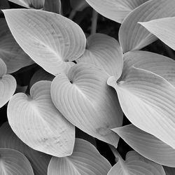 Close-up of white flowers