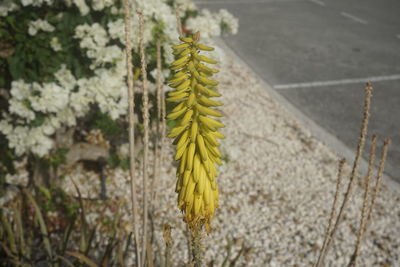 Close-up of yellow flowering plant