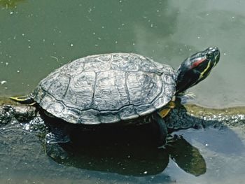 High angle view of tortoise swimming in water