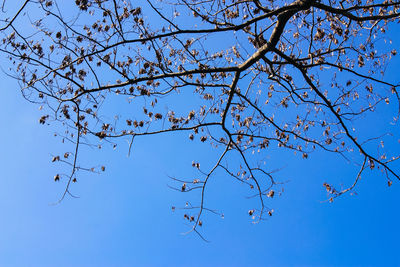 Low angle view of flowering plants against blue sky