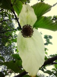 Low angle view of flowers on tree