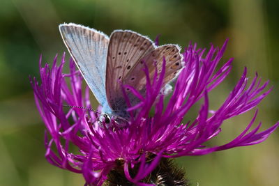 Close-up of butterfly pollinating on pink flower