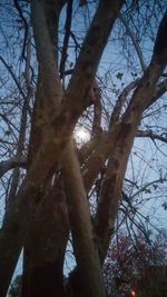 Low angle view of bare trees against sky