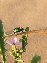 Close-up of insect on plant