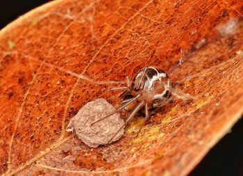 Close-up of spider on wood