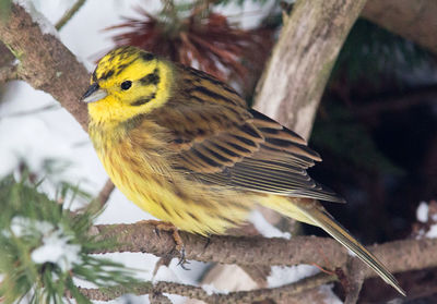 Close-up of bird perching on tree