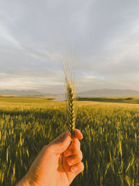 Close-up of hand holding crop in field