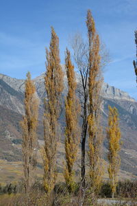 Low angle view of trees against clear sky