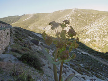 Scenic view of tree against sky