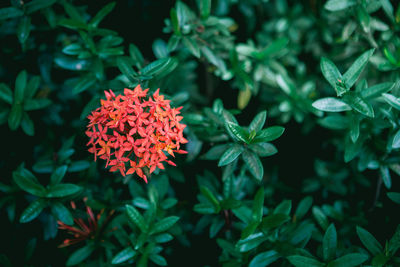 Close-up of red flowering plant