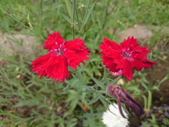 Close-up of red hibiscus blooming on field