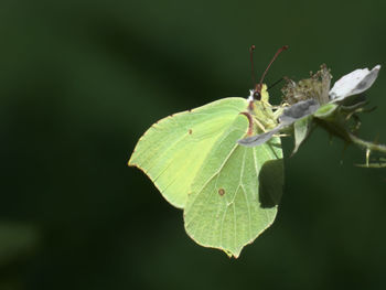 Close-up of insect on leaf