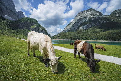 Horses in a field