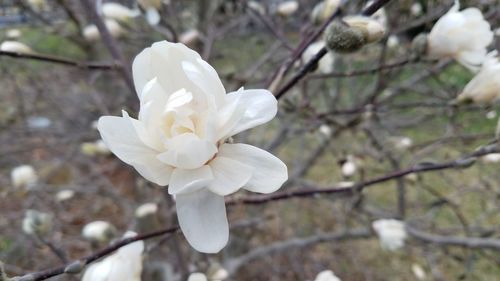 Close-up of white flower blooming on tree