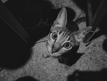 High angle portrait of cat lying down