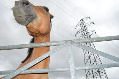 Horse with electricity pylon in background