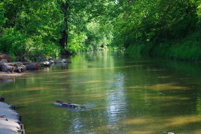 Ducks swimming in lake at forest