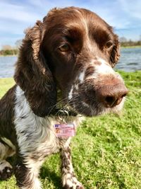 Close-up of dog looking at lake